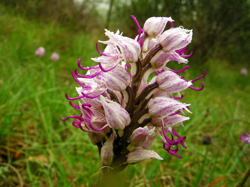 Orchidee del Chianti 2009